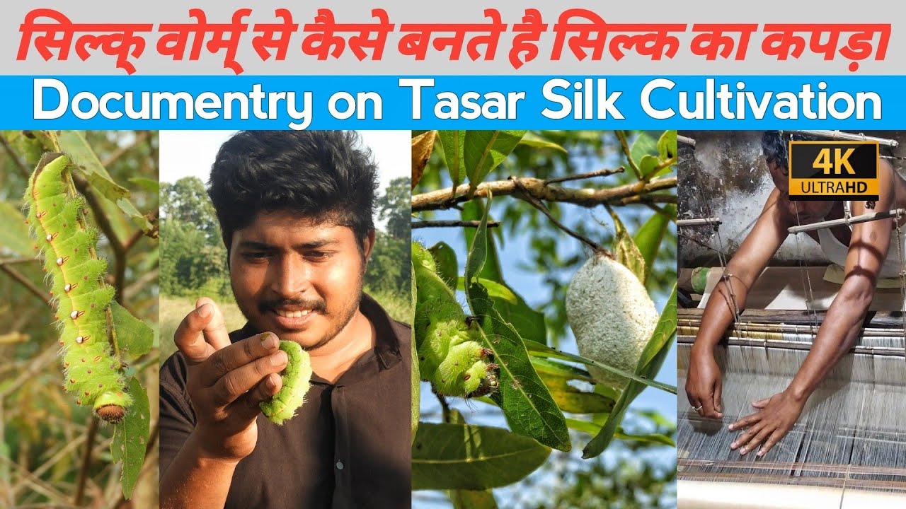 How Tasar Silk is made from Silk worm | Documentary of Tasar Cultivation in Hindi