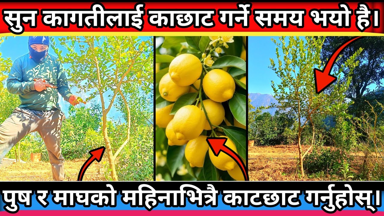 Sun Kagati Kheti in Nepal|Lemon farming|सुन कागति कातछाट गर्ने सहि तरिका@MinuBudha