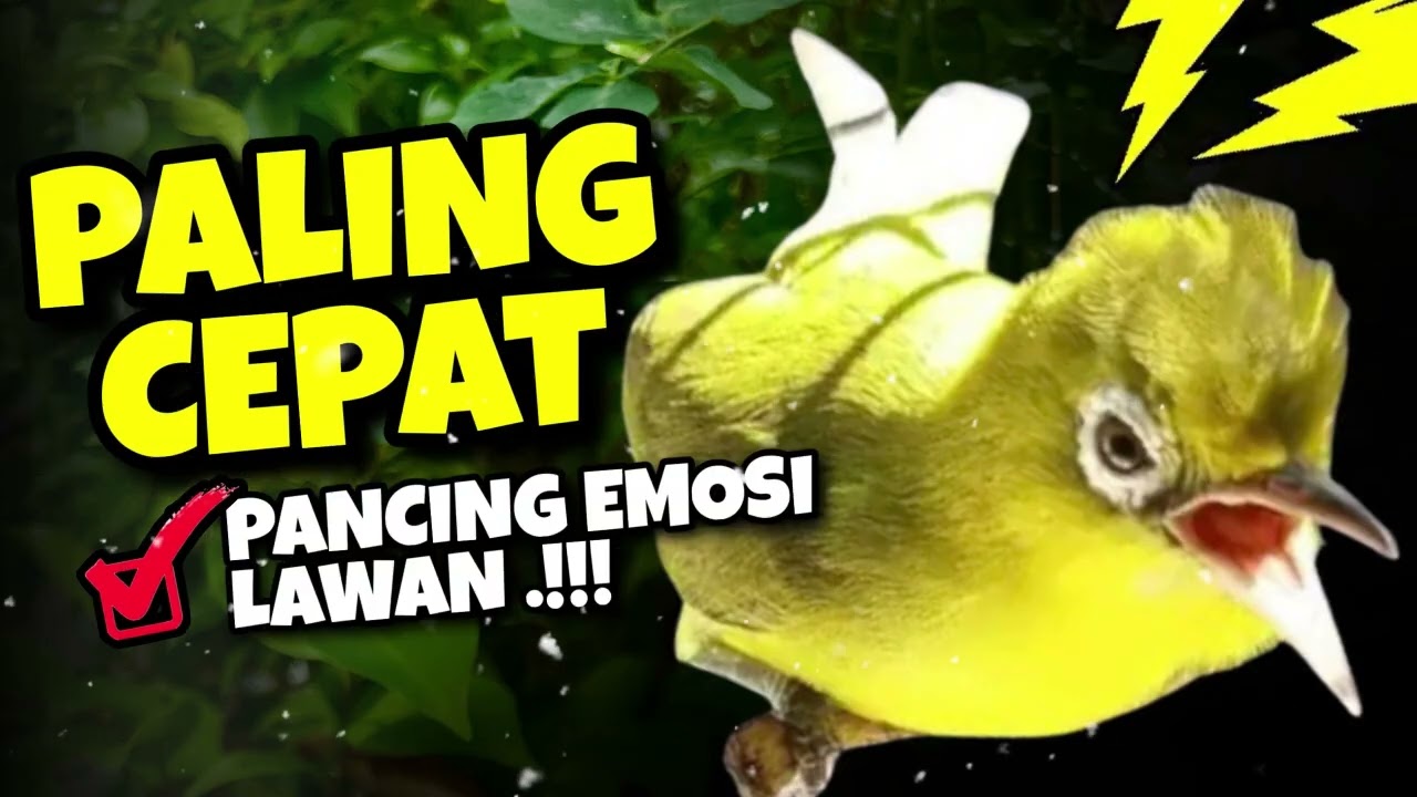 Ciak Joss Kecial Kuning Ampuh PALING CEPAT Pancing EMOSI Lawan‼️