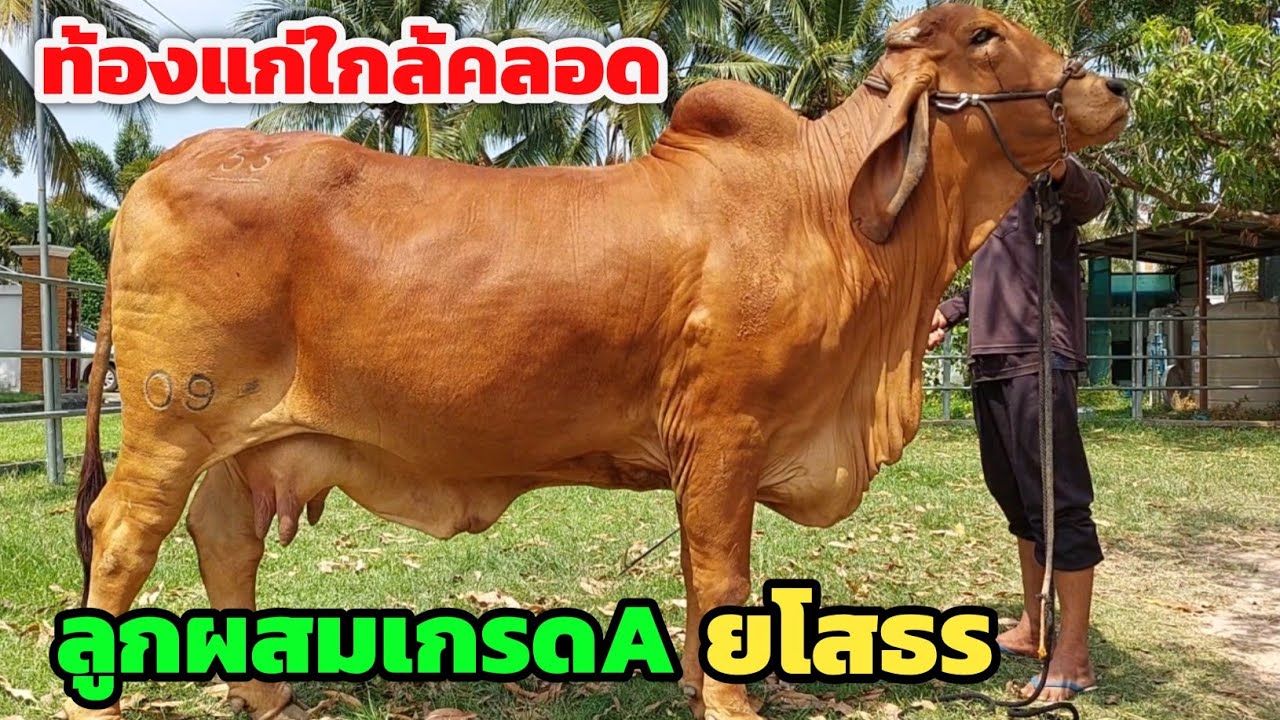 สุดยอดวัวลูกผสมเกรดA วัวงามยโสธร ตัวใหญ่ท้องแก่ใกล้คลอด วัวแม่ลูก มีทั้ง F1,F2,F3 ราคานี้รีบเลย