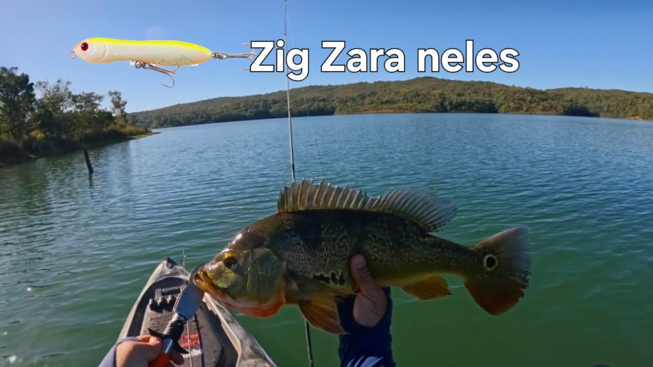 Peguei meu maior tucunare de 2025, pancada na superfície.