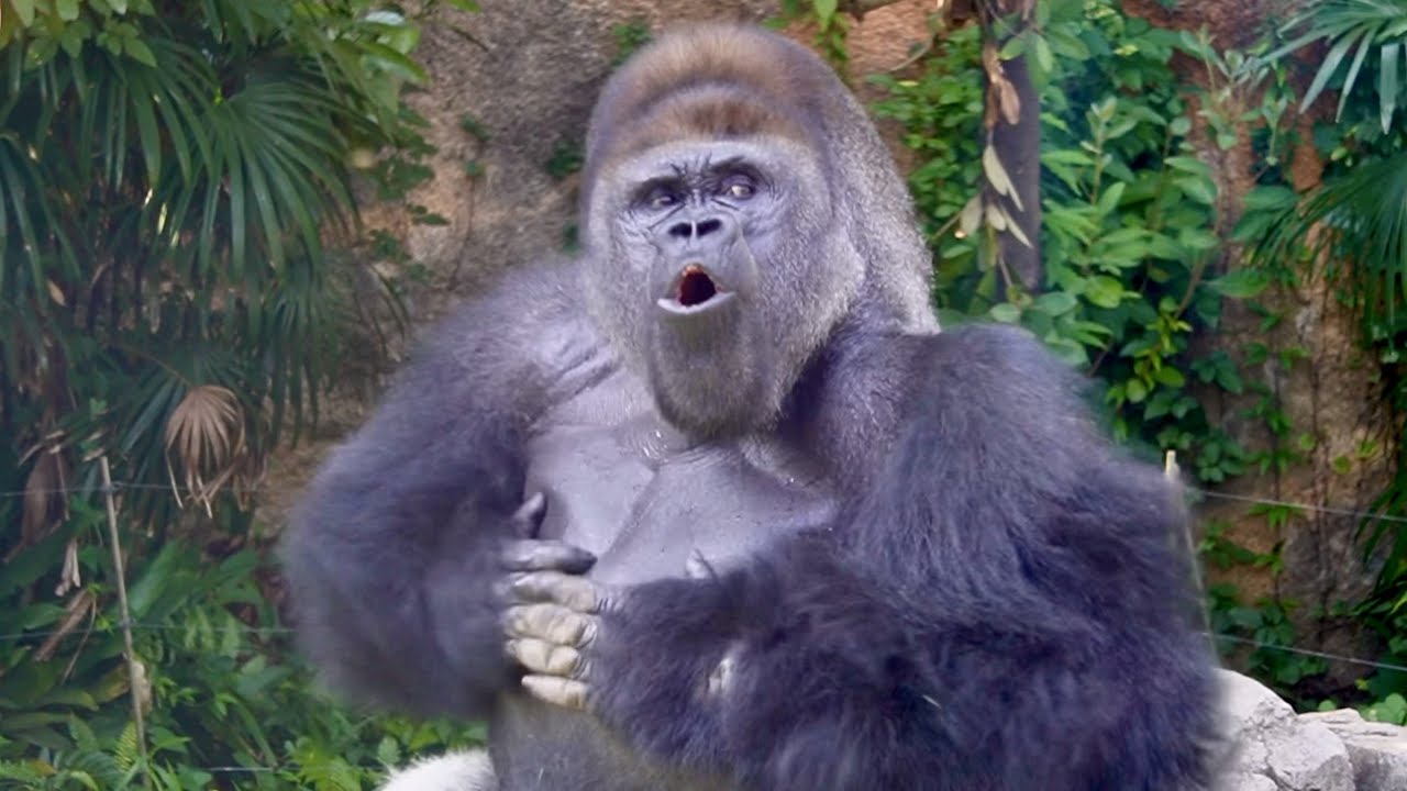 Gorilla Haoko’s drumming | Ueno Zoo