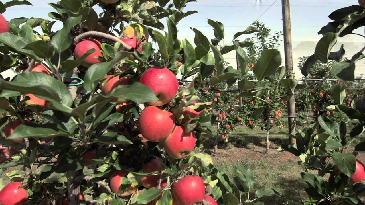 Kanzi Season is Here