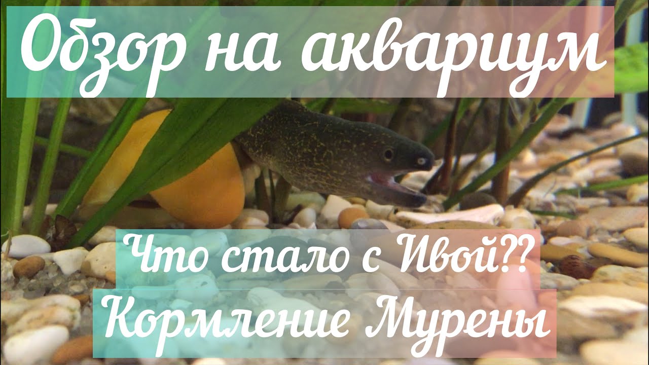 Ива в аквариуме, что с ней случилось? Кормление Мурены!!