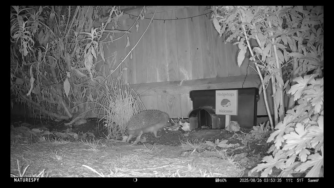 Hedgehogs 25th August 2025