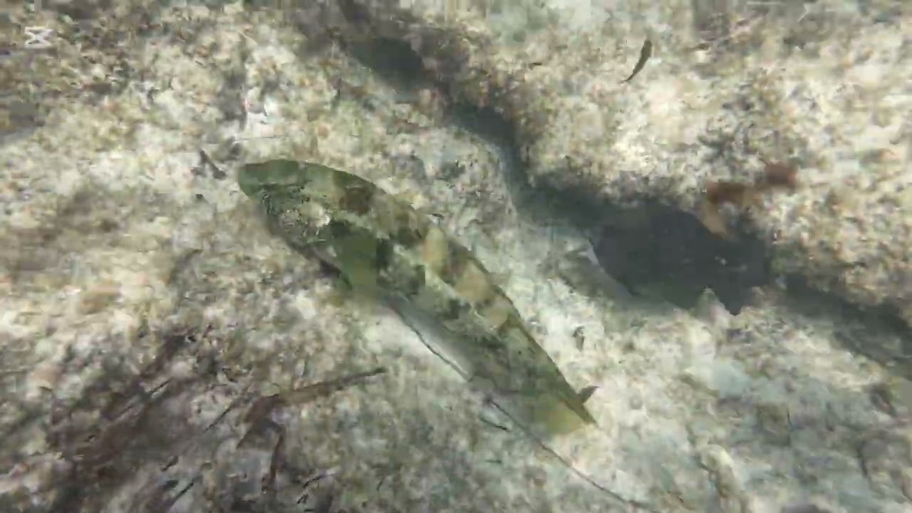 Snorkelling Yanchep Reef… Way More Fish Than I Expected!