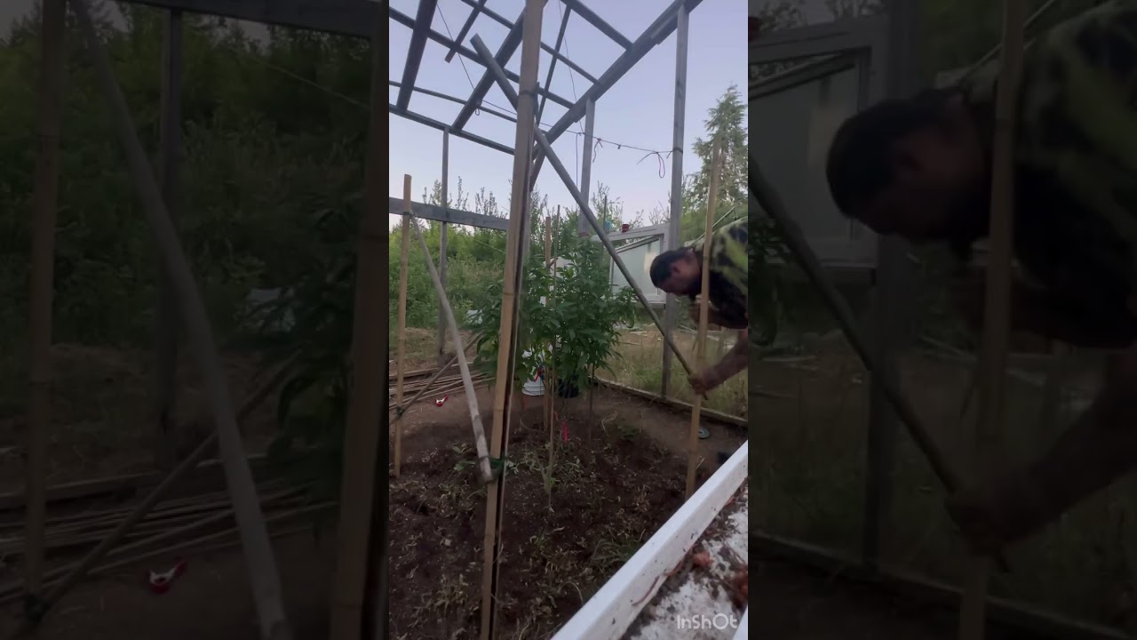 2023 outdoor cannabis grow. Bending and putting up a bamboo cage
