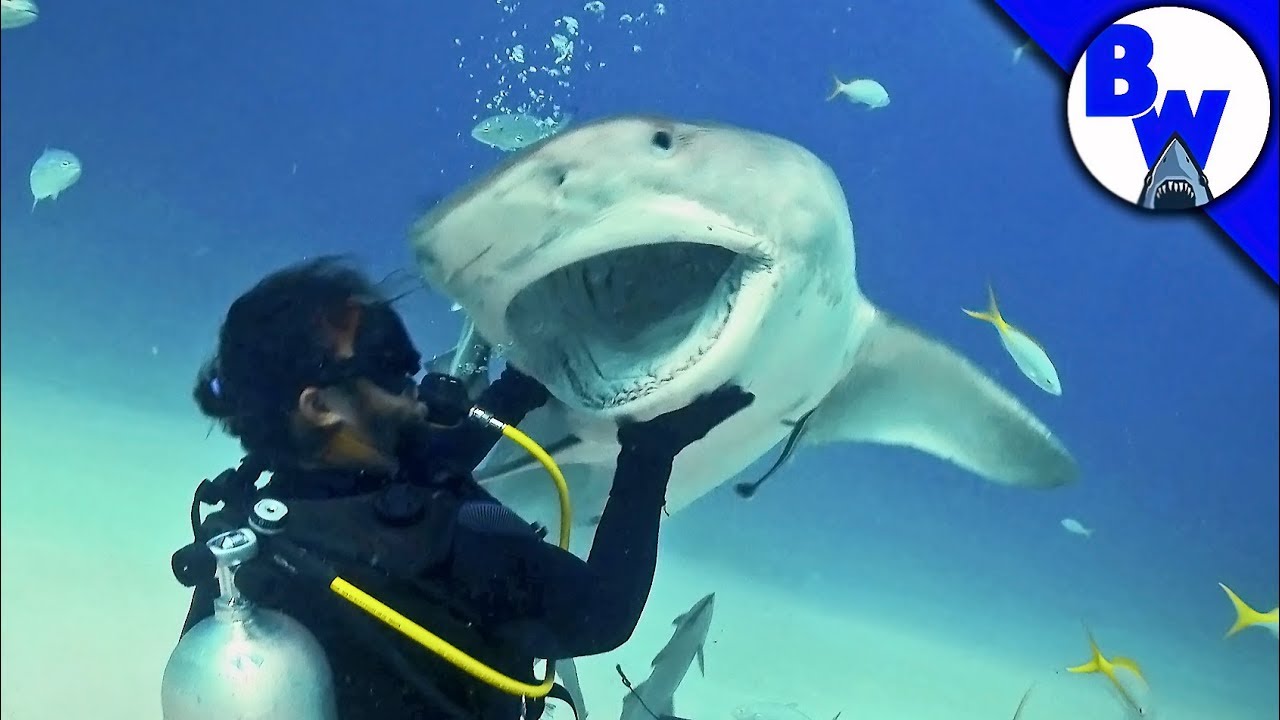 Tiger Shark Encounter - Director's CHOMP!