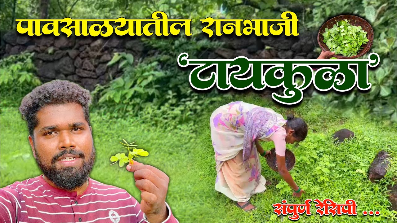 पावसाळ्यातील रानभाजी &lsquo; टायकुळा &lsquo; | Leafy Vegetables In Mansoon