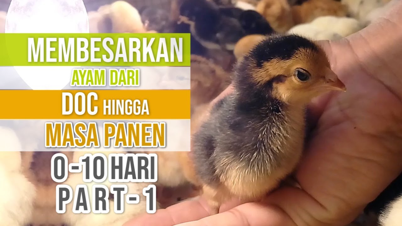 Tips Membesarkan Anak Ayam Kampung untuk Pemula di Daerah Dingin Biar Tidak Gagal - part 1