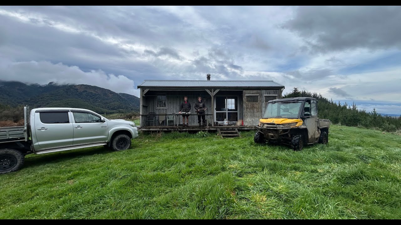 Red Stags in the Pines | New Zealand Deer Hunt