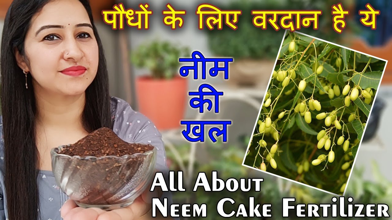 पौधों के लिए वरदान है ये नीम की खल | All About Neem Cake Fertilizer