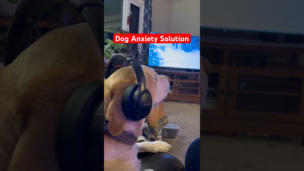 SHOCKING! Dog's 'Mountain Men' Anxiety Cured with Headphones?! 🐶🎧