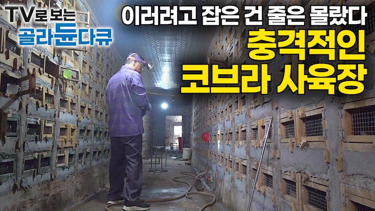 목숨 걸고 잡은 치명적 맹독 코브라 어디로 데려가나 봤더니.. 충격적인 뱀 사육장의 존재 이유｜특별한 날만 먹는 베트남 보양식｜키워서 바로 꺼내먹는 뱀 양식장｜극한직업｜#골라듄다큐