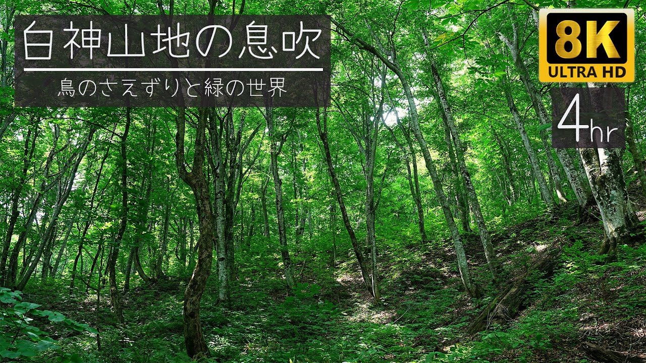 【8K映像4時間】白神山地の森林と鳥の鳴き声