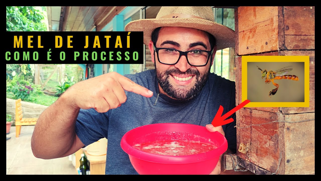 MEL DE ABELHA JATAÍ / Processo de Extração