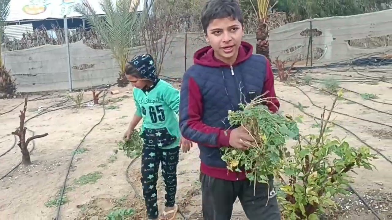 طبعا  بدك تعرف كيف بتنعمل الخبيزة الغزوية  شاهد الفيديو للاخر واتعلمها من الشيف ابو حميد