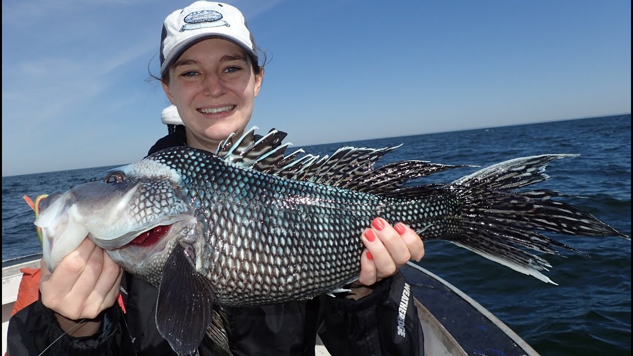 Jumbo Sea Bass are No Fluke!
