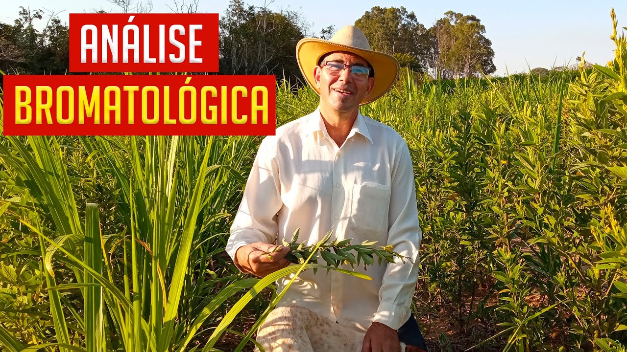 Resultado da ANÁLISE BROMATOLÓGICA da SILAGEM, Capiaçu X Guandu!