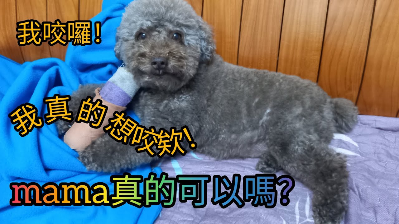 好不容易成功邀mama一起玩，但mama卻說玩具不要用咬的，這該怎麼辦呢?