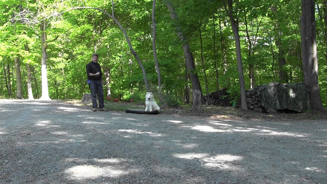 Greensboro Dog Training - Samoyed Puppy Training - Nikki