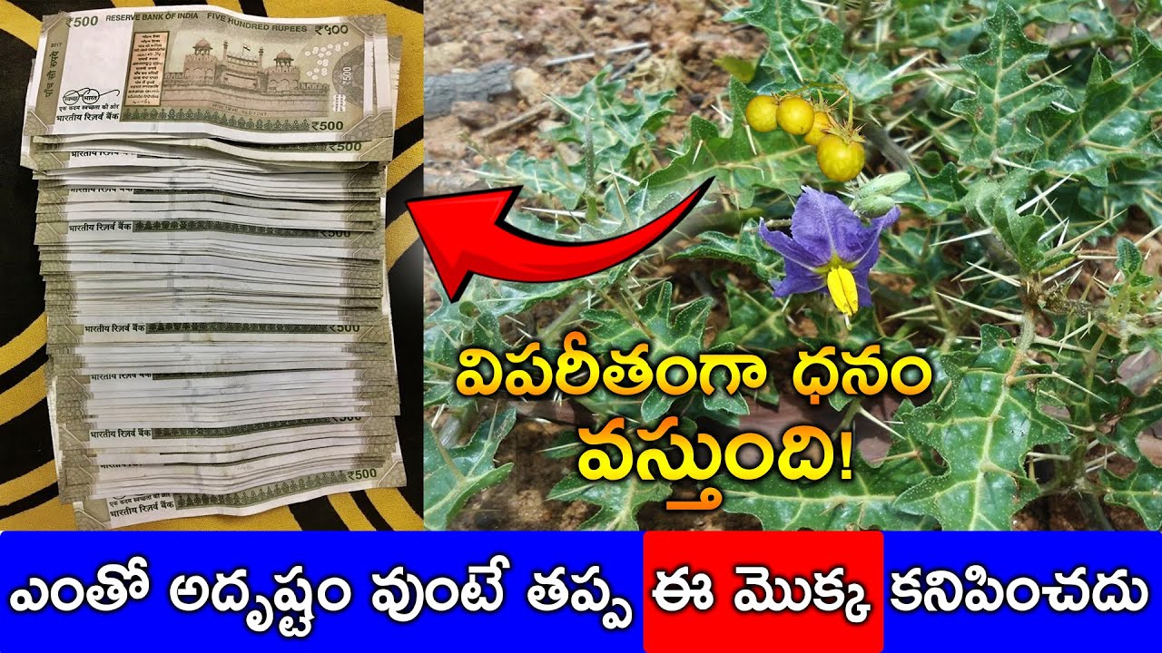 ఎంతో అదృష్టం వుంటే తప్ప ఈ మొక్క కనిపించదు విపరీతంగా ధనం వస్తుంది!