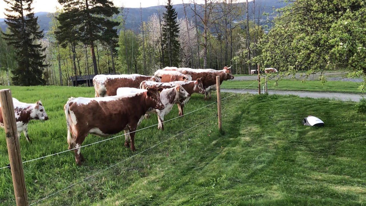 Cows FASCINATED by Automated Lawn Mowers. Old and Endangered Cattle Breed | Organic Farming