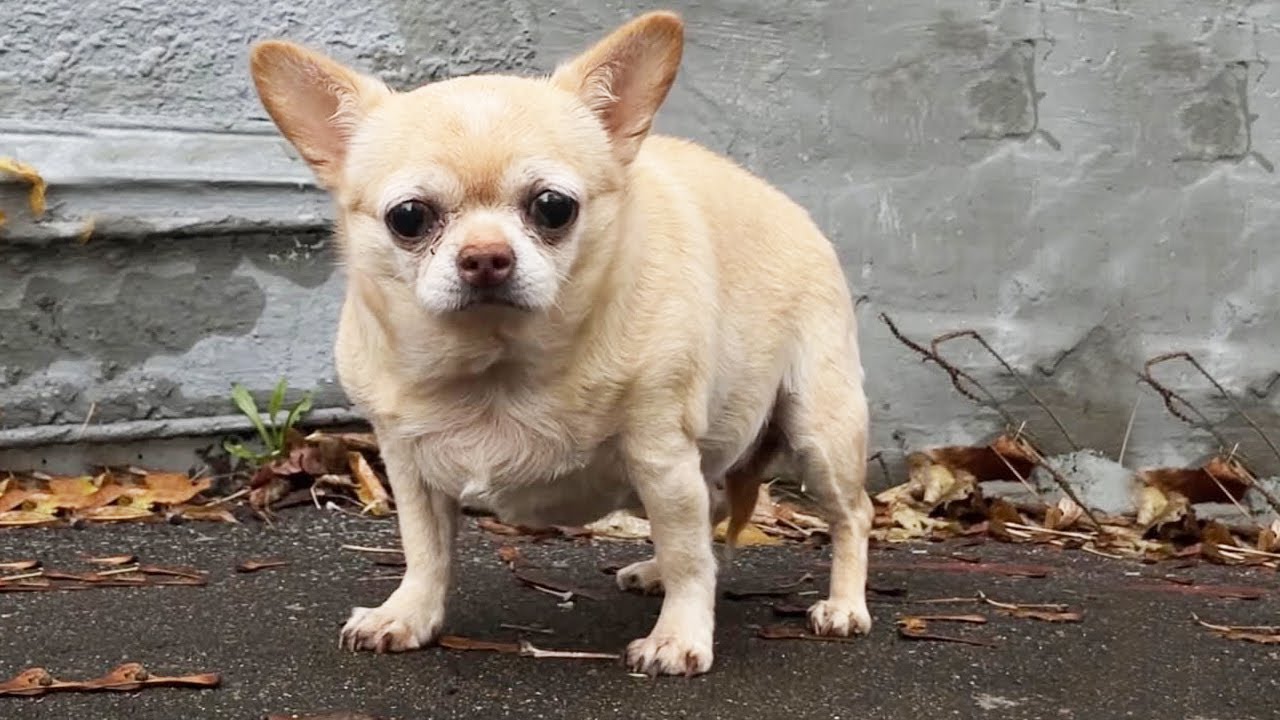 Her Painful Past Did Not Stop Her from Finding a Safe and Loving Home