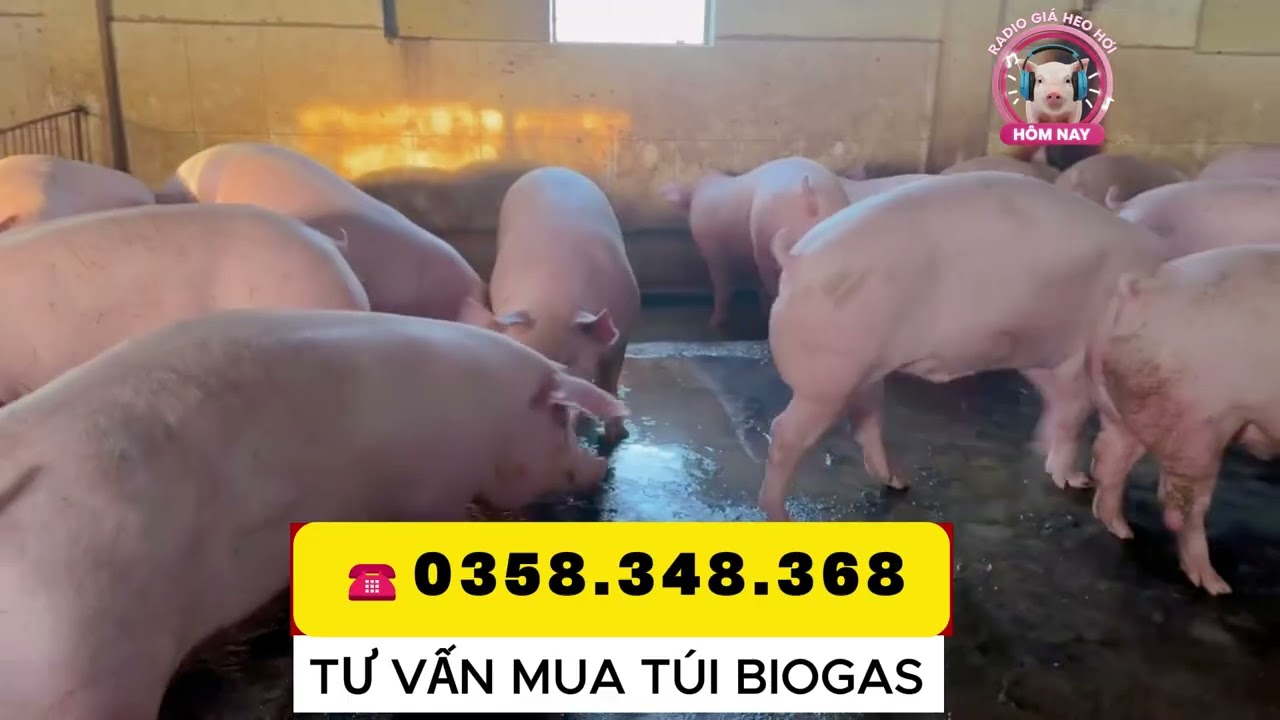 Nhận định giá heo Đến Tết và qua Tết.