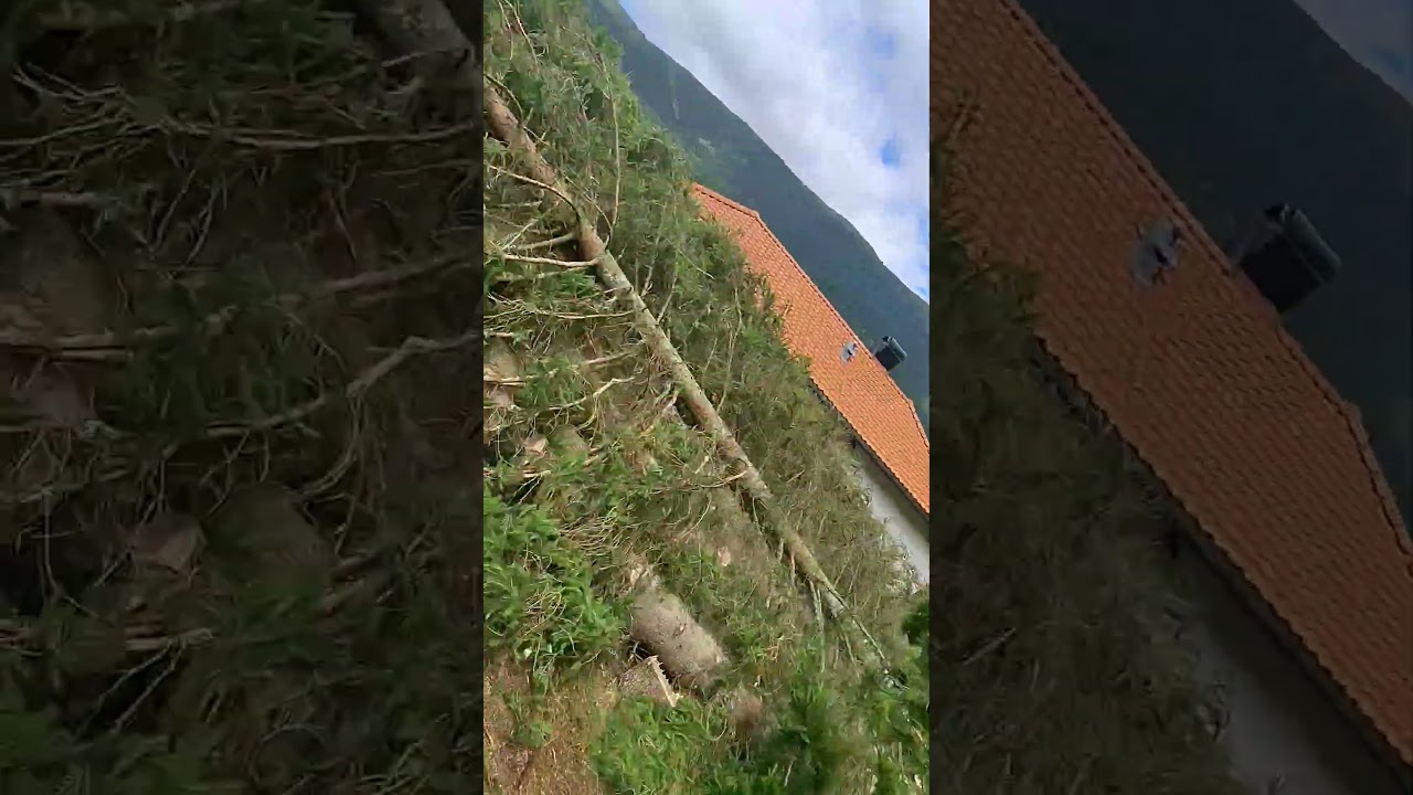 Professional felling alert! #powerlines #treefelling #precision #woodscraft #felling #chainsaw #tree