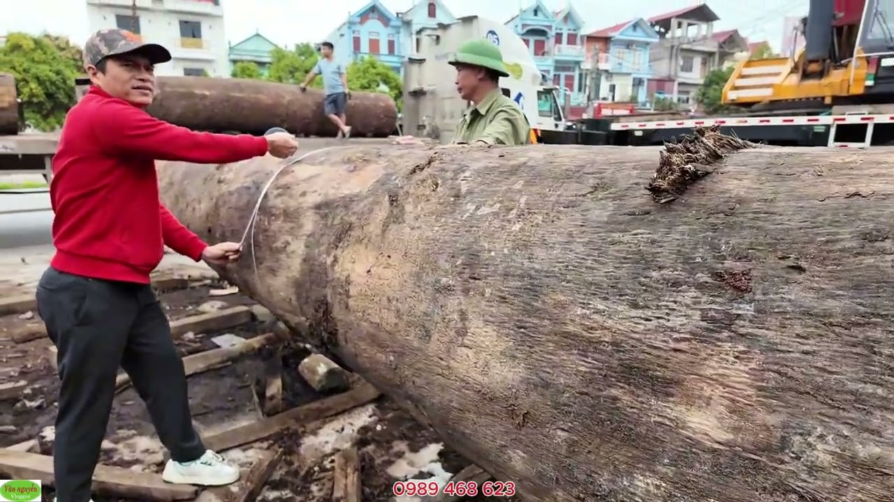 Gỗ lim tròn hàng về toàn cây thẳng đẹp, giác mỏng giá cả hợp lý