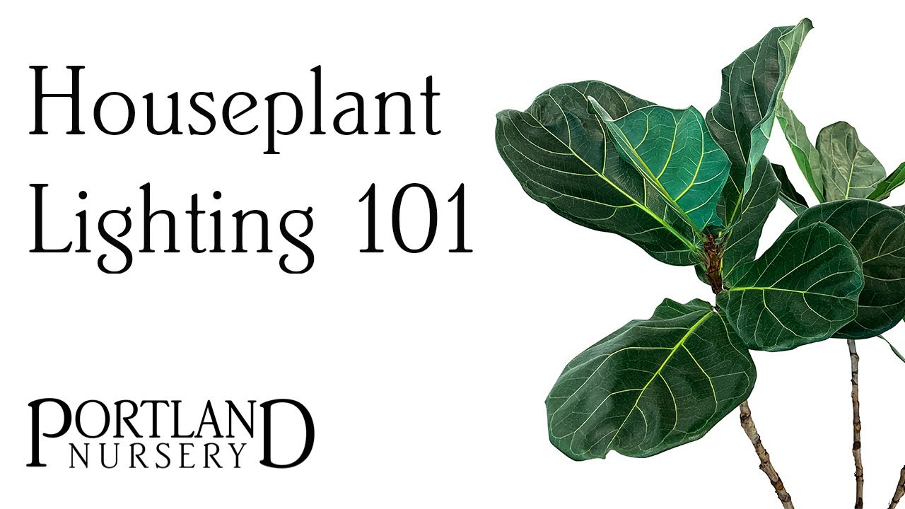 Houseplant Lighting 101 with Portland Nursery