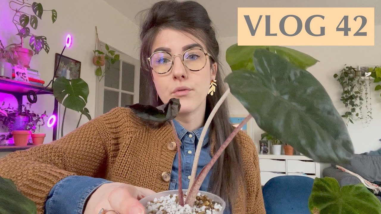 Sauvetage d'Alocasia en hydro, Haul plantes & bébé (Oups) - VLOG 42