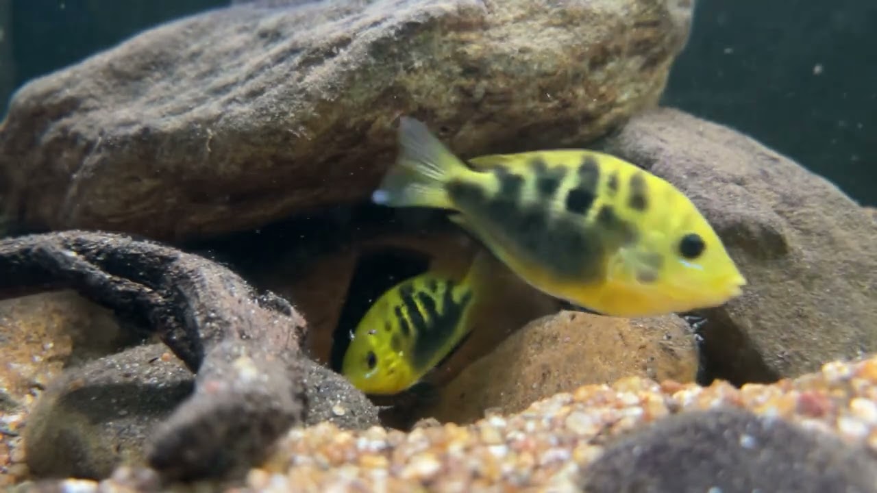 Breeding Orange Chromide Cichlid Fish
