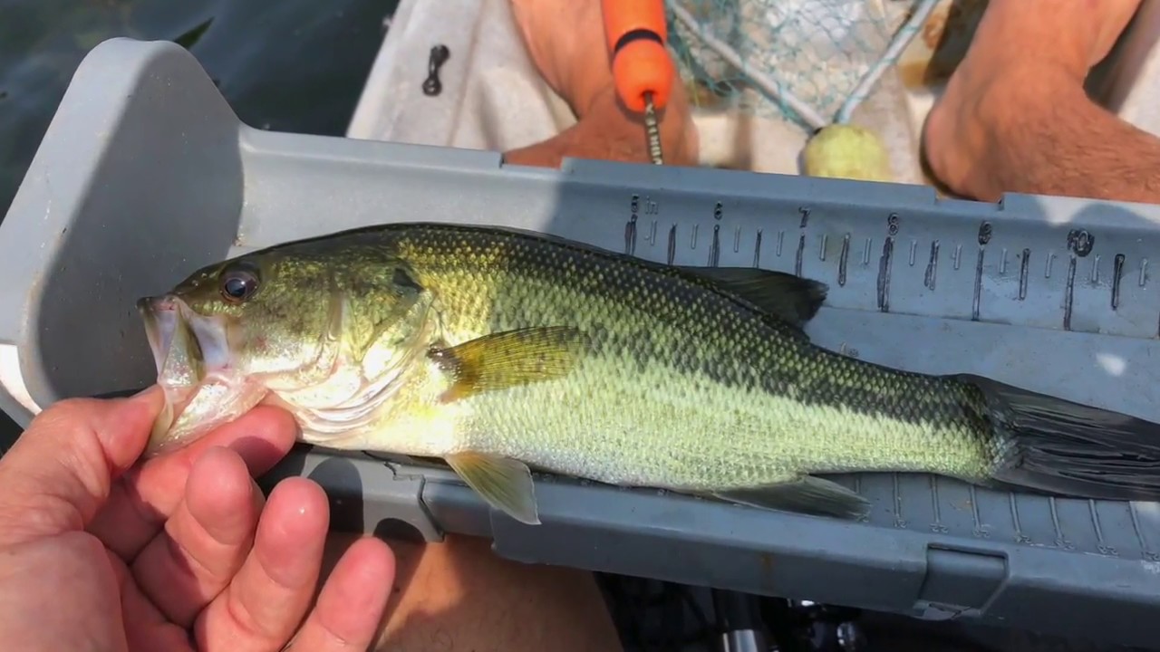 Fish Across Maryland: New Germany & Rocky Gap State Parks