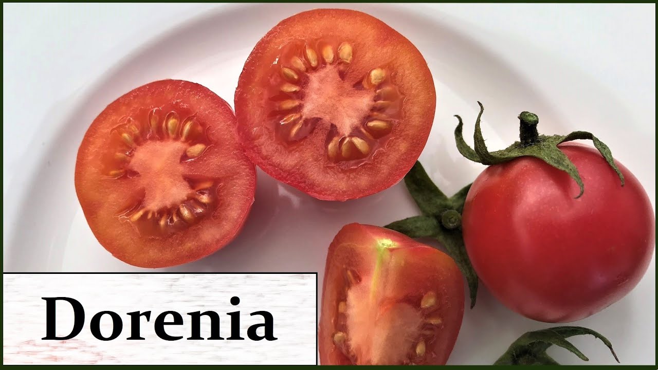 Freilandtomate Dorenia mit tollen Eigenschaften!  *Sortenprofil*