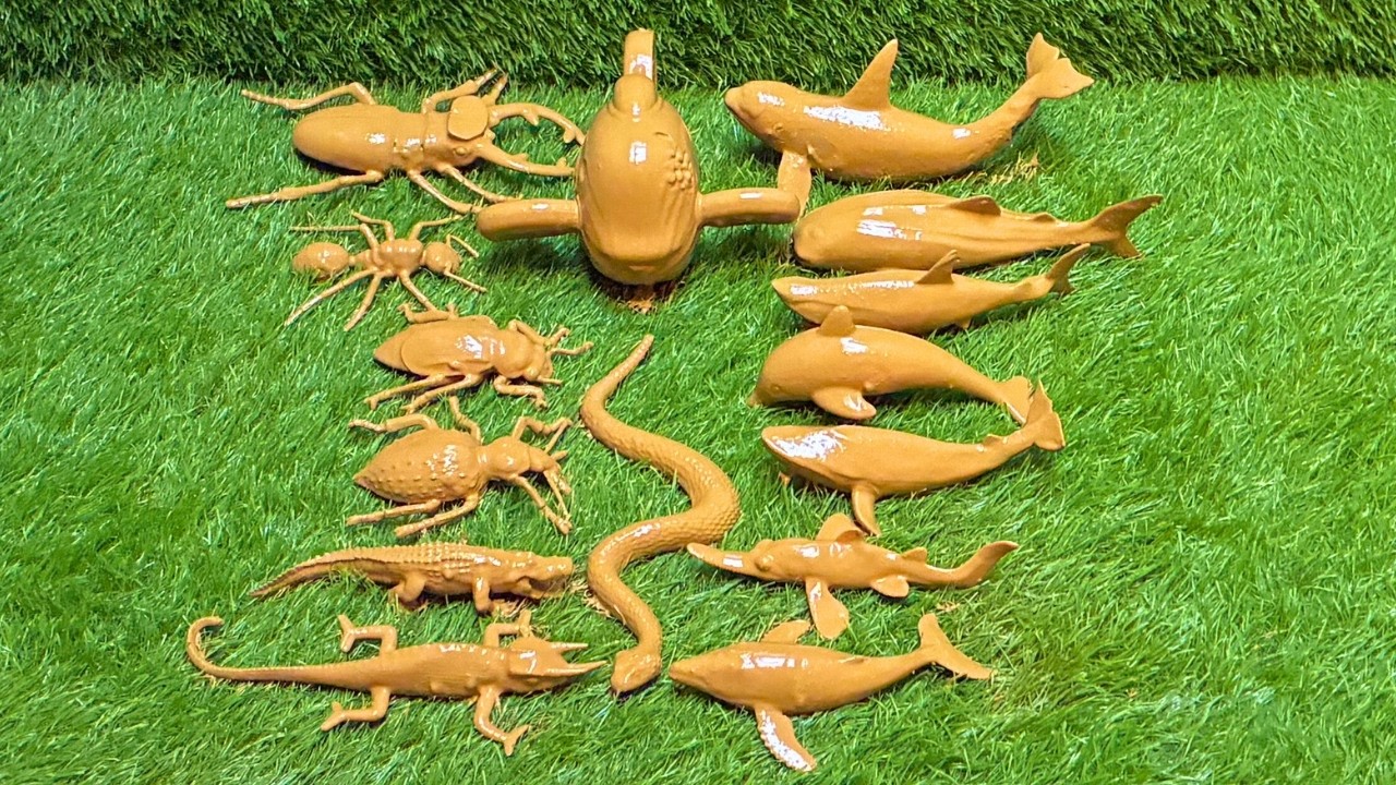 Deep Sea Animals & Bugs Magic: 🐬🐞Exciting Facts About Sea Creatures & Insects!