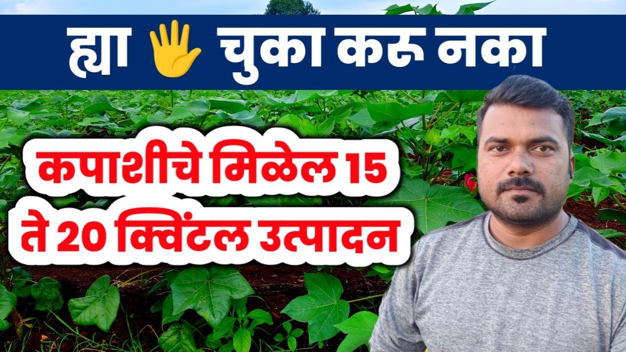 🌱 कापूस पिकात ह्या 🖐️ चुका करू नका, मिळेल 15 ते 20 क्विंटल उत्पादन / कापूस उत्पादन वाढीसाठी उपाय