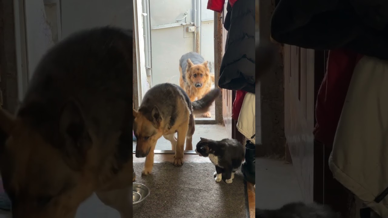My dogs brought home a stray cat 🤣 (🎥: ViralHog)