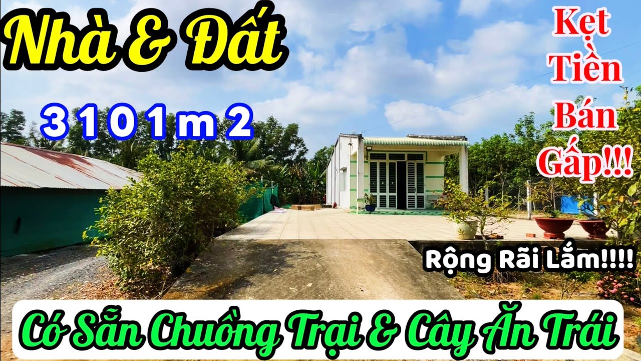 Hiếm Gặp! Nhà Vườn Rộng 3.101m² 🍀  Cây Trái Sum Suê – Chuồng Trại Sẵn💥 Chủ Bán Gấp