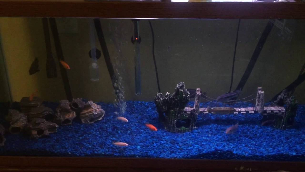 New African Cichlid Tank