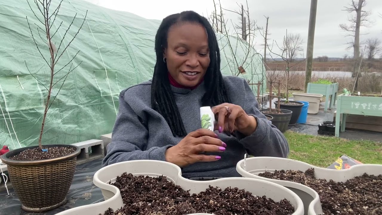 Planting lettuce in Dollar Tree stackable pots