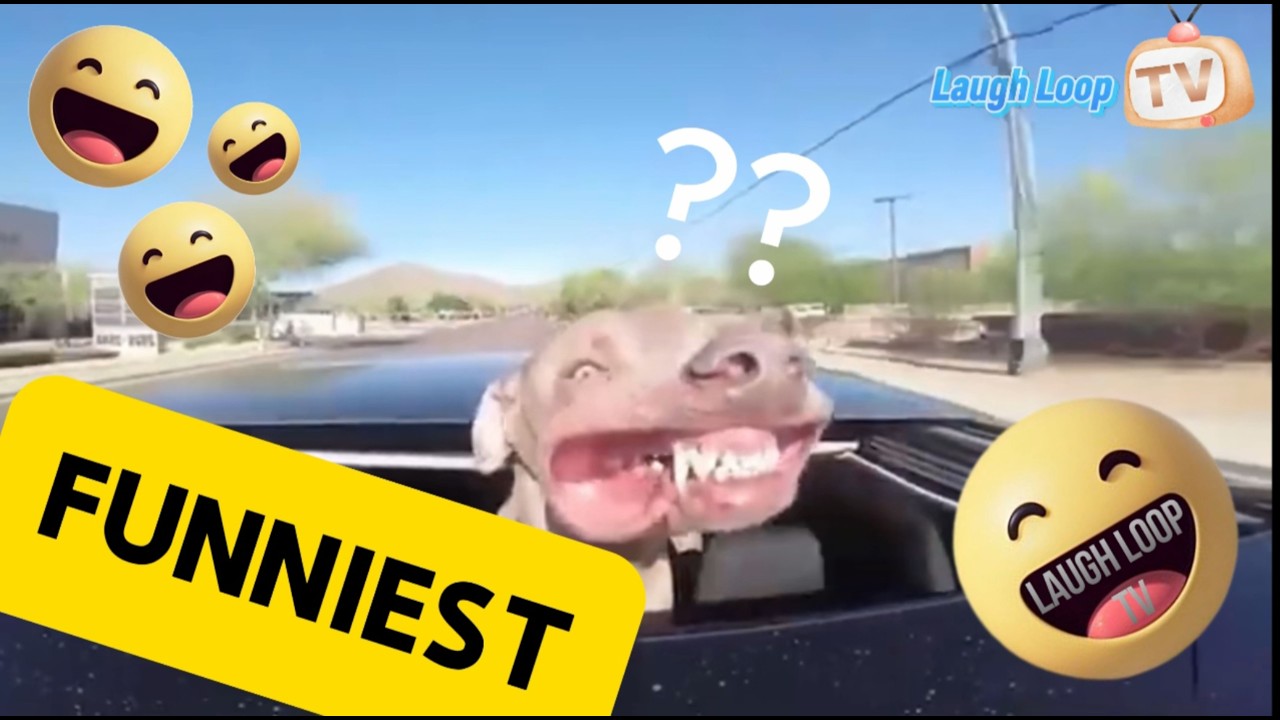 The FUNNIEST Chain Reaction of Moments Ever 😂 The FUNNIEST Videos on YouTube Right Now