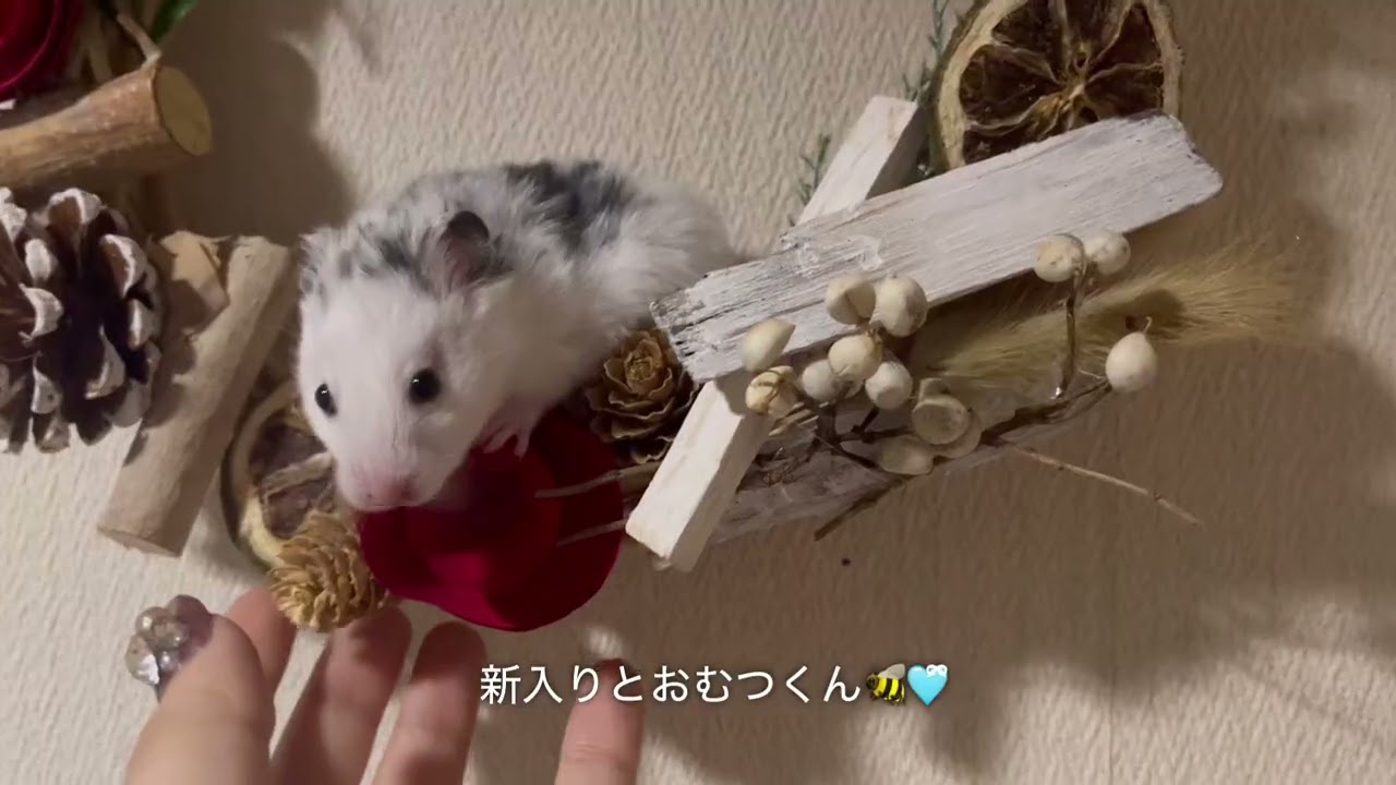 【ダルメシアンハムスター】我が家に新入りハミが来た🍀*゜