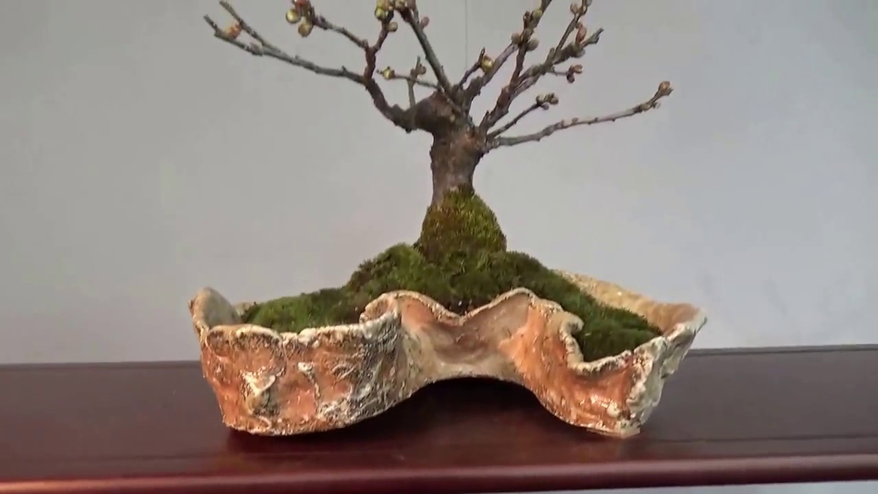 Plum Bonsai show in Japan ! Blossom. UME BON TEN 梅盆展2017 Part 5.