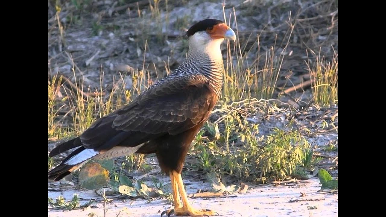 OTTO - CARCARÁ
