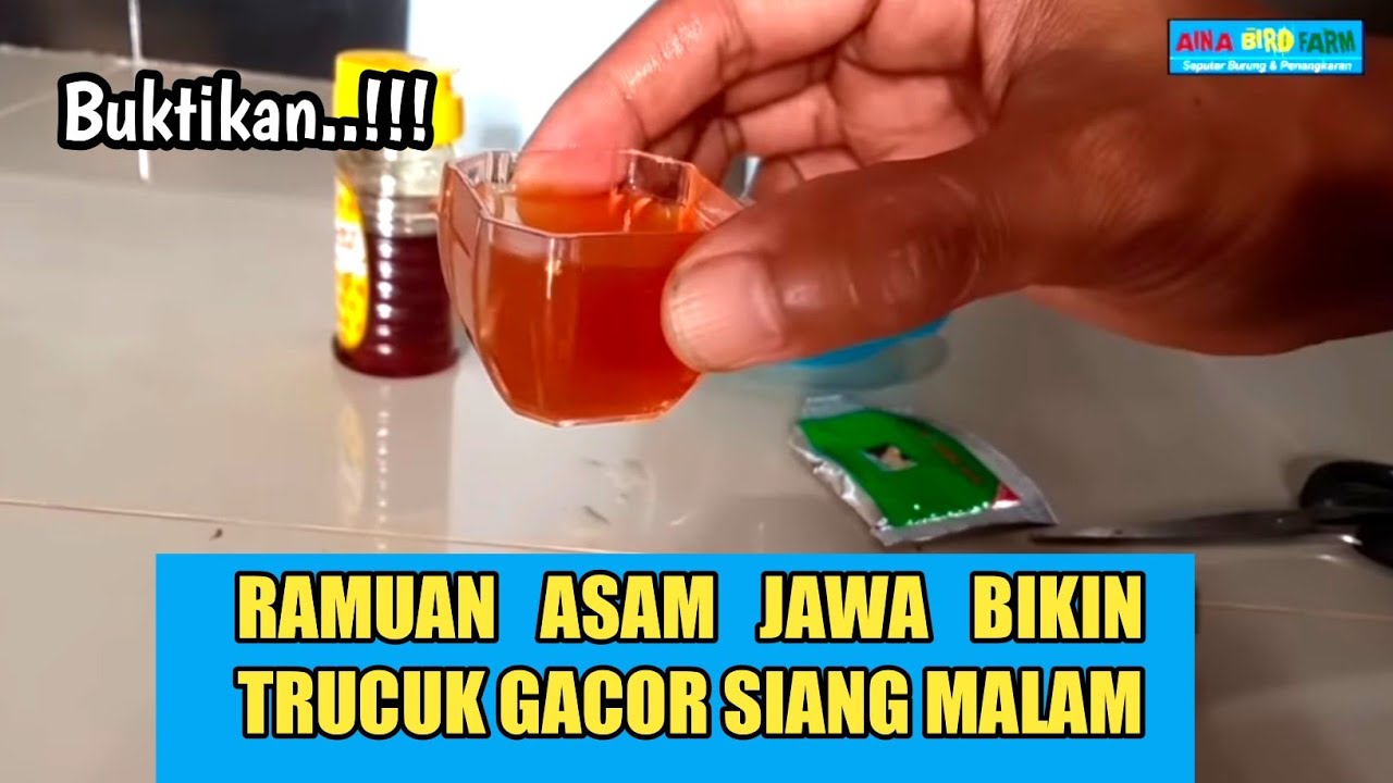 Burung TRUCUKAN giras,glabakan GACOR dengan RAMUAN ini