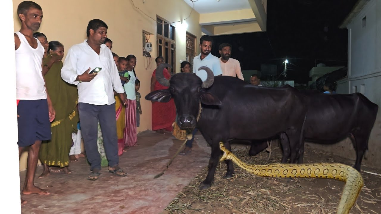 #Indian #Russell's viper snake Rescue. నందిపేట్