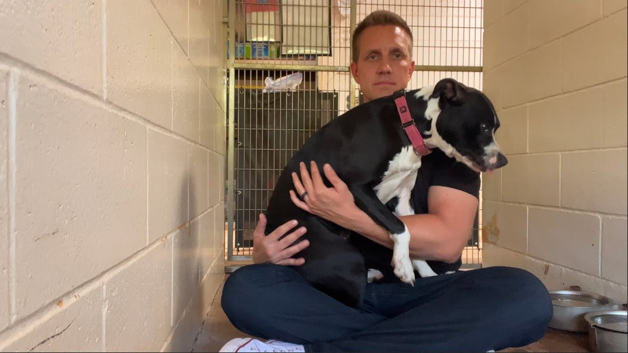 Pittie left in truck while owner went to the dentist learns to trust again