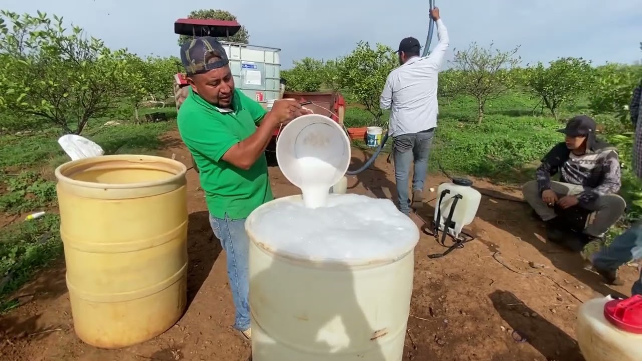 ￼ así eliminamos la maleza en Huertas de limon persa🍋🍋💪🏻